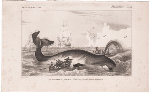 Baleen Whale hunting